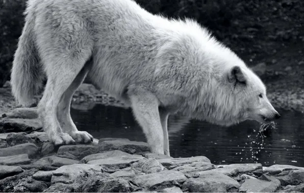 Картинка nature, predator, animal, wolf, wildlife, portrait, portrait., Canis lupus. face
