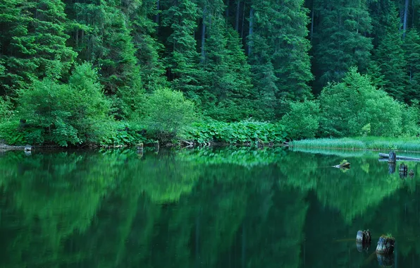 Зелень, лес, лето, отражение, кусты, водоем