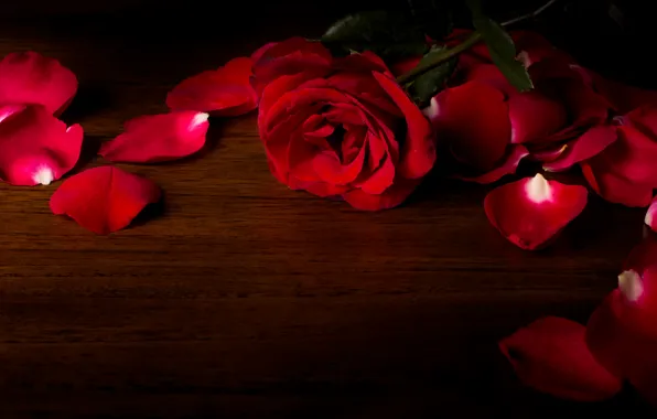 Любовь, цветы, розы, лепестки, valentine's day