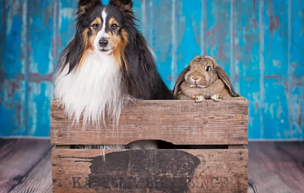 Собака, кролик, ящик