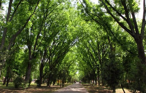 Природа, Деревья, Парк, Nature, Park, Trees, Краснодар, Krasnodar