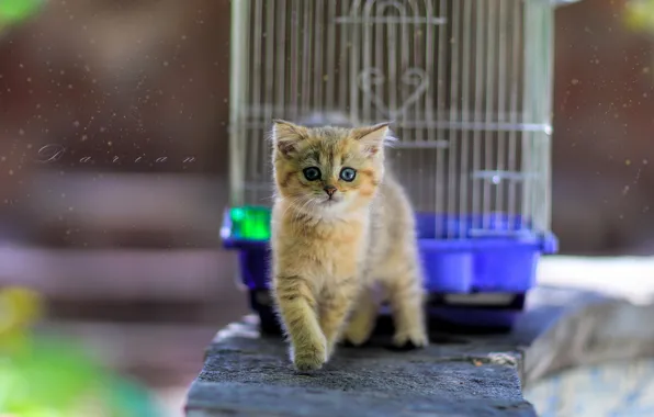 Клетка, размытый задний фон, рыжий котенок