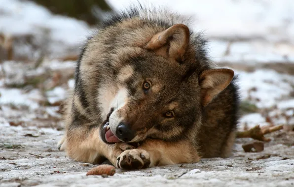 Картинка взгляд, волк, хищник