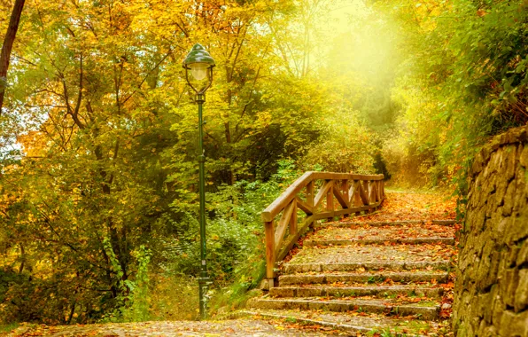 Картинка осень, лес, листья, park, autumn, leaves