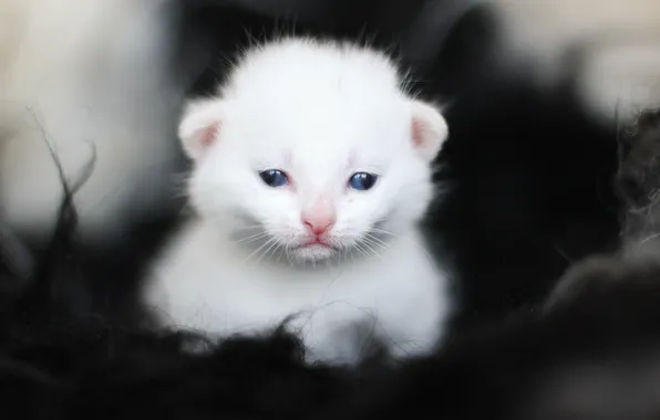 Картинка белый, котенок, глазки, малыш, мордочка