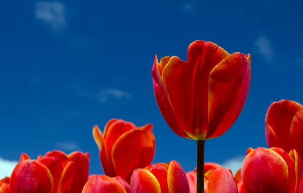 Картинка небо, цветы, лепестки, тюльпаны