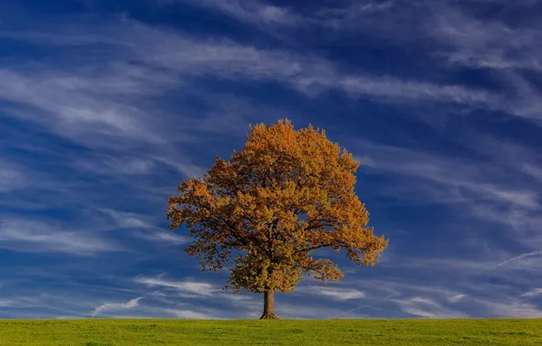 Небо, дерево, Германия, Бавария, Germany, Bavaria