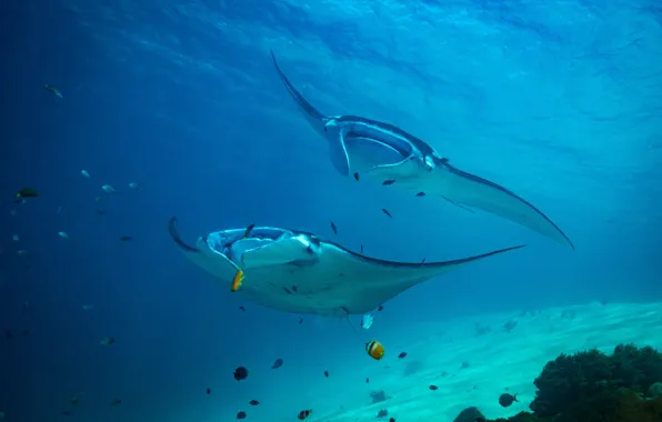 Ocean, fish, marine life, blanket ray