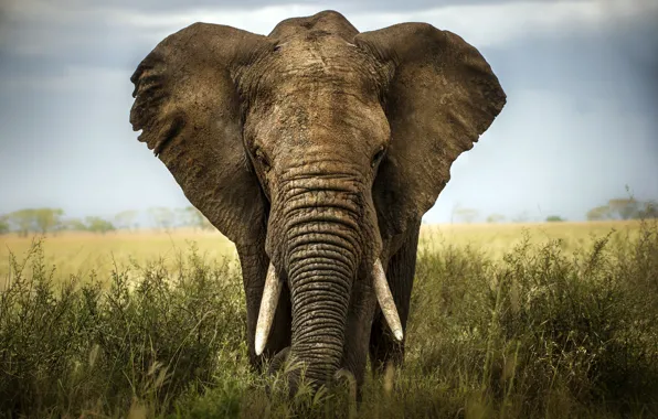 Картинка africa, elephant, savannah, ivory