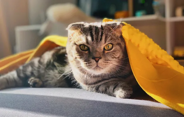 Кошка, кот, взгляд, морда, серый, портрет, покрывало, лежит
