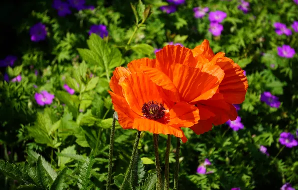 Зелень, лето, листья, цветы, красный, поляна, мак, маки