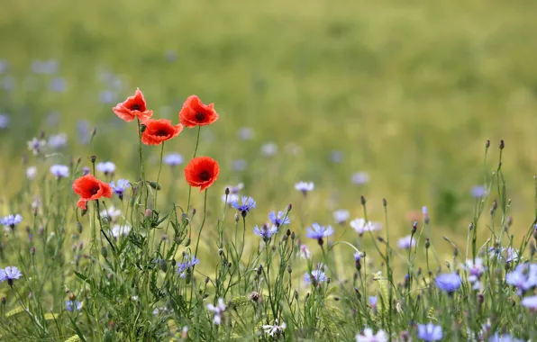 Flowers, wheat, buttons, poppies, buds
