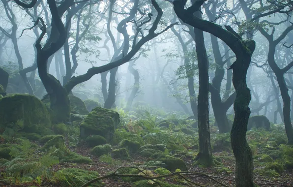 Картинка лес, природа, туман, утро