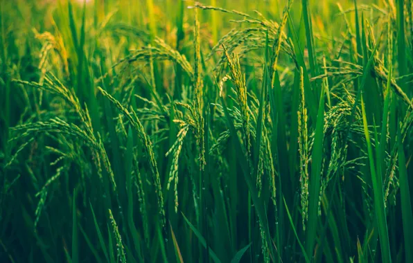 Трава, Зеленый, Рис, Grass, Green, Pasture, Rice, Урожай