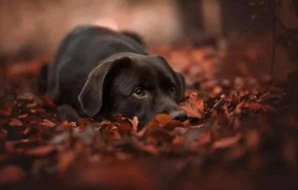 Картинка осень, морда, листья, листва, собака, боке