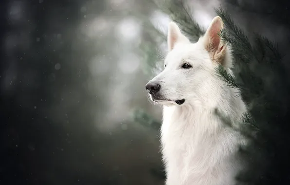 Картинка морда, ветки, портрет, собака, боке, Белая швейцарская овчарка