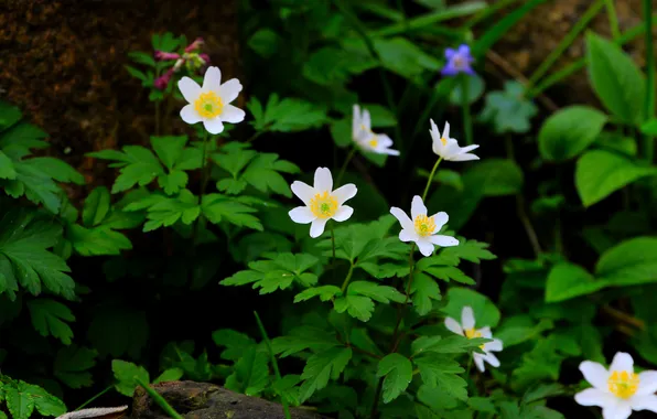 Flower, flowers, spring, plant