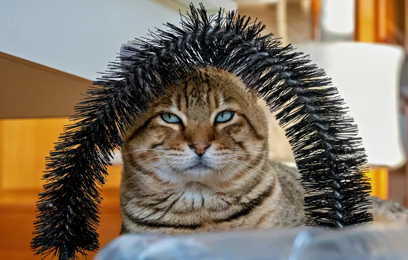 Кошка, кот, взгляд, поза, портрет, арка, мордашка, венок