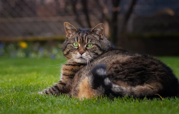 Кошка, кот, взгляд, морда, серый, портрет, полосатый, толстый
