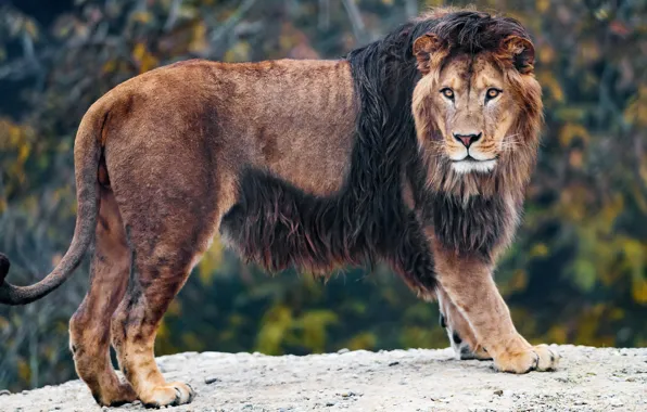 Осень, взгляд, морда, поза, фон, листва, лев, лапы