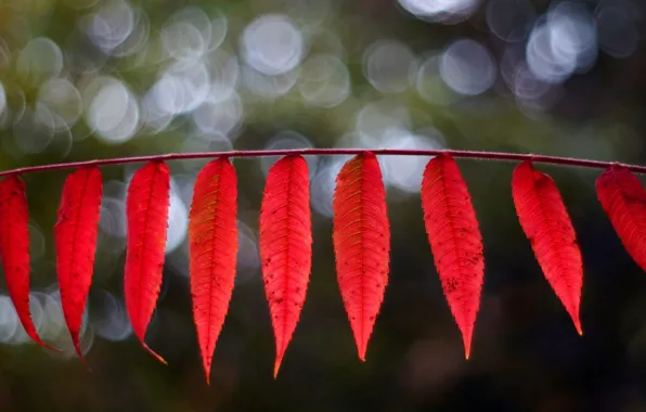 Листья, макро, красный, фон, widescreen, обои, размытие, листик