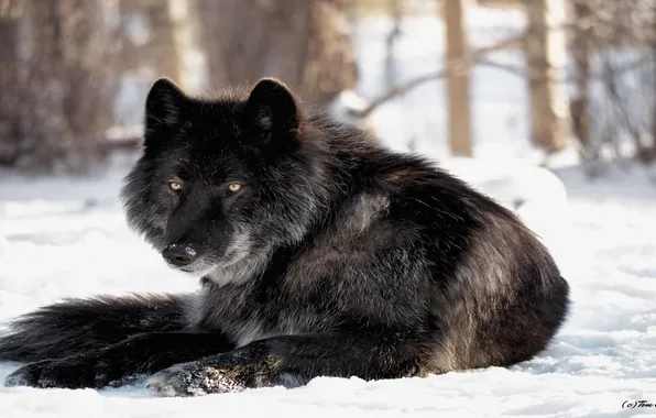 Картинка nature, predator, animal, wolf, wildlife, portrait, portrait., Canis lupus. face