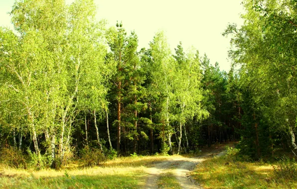 Лес, лето, природа, опушка, кокшетау, зелено, завирушка
