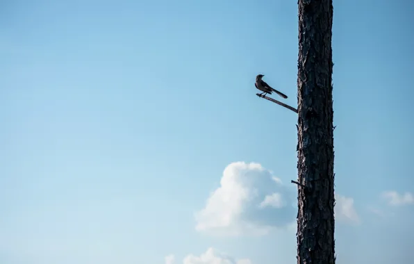 Небо, деревья, птица