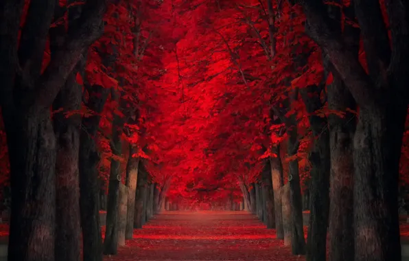 Картинка деревья, аллея, красные листья