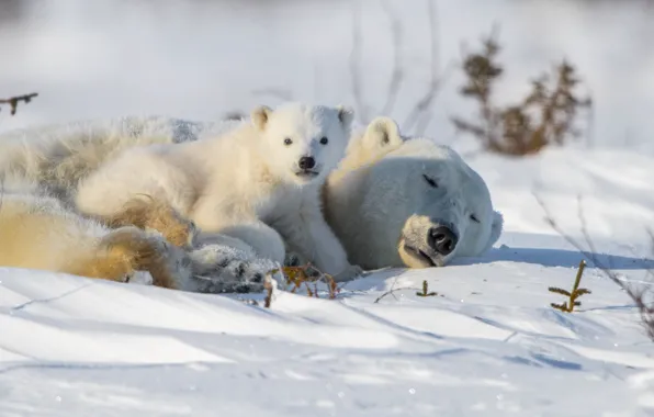 Взгляд, снег, медвежонок, медведица, Белые медведи, Полярные медведи