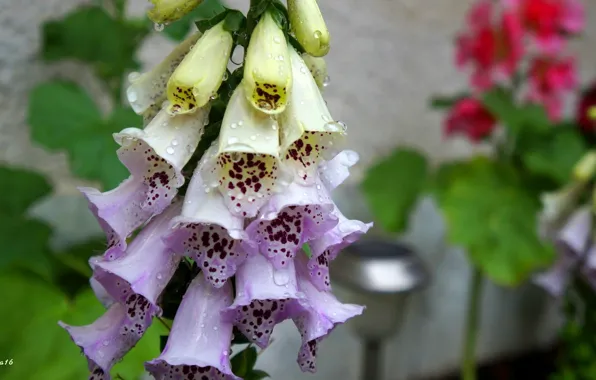 Flower, garden, blooming