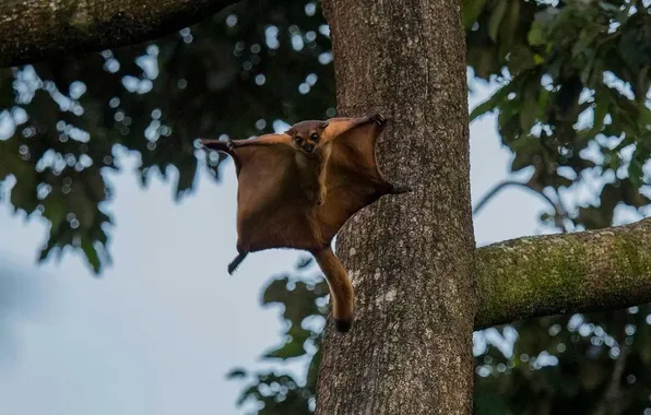 Картинка animal, wildlife, Giant Red-Flying Squirrel, Petaurista Petaurist