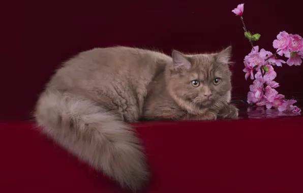 Кот, цветы, хвост, порода, британец