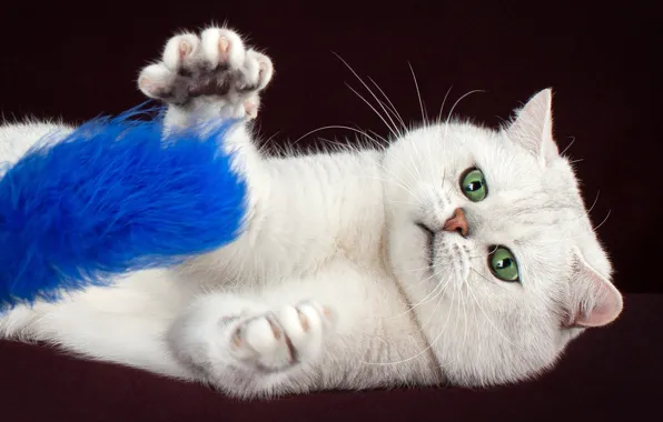 Кошка, белый, взгляд, поза, темный фон, котенок, игрушка, игра