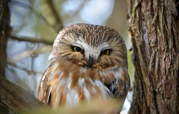 Ветки, природа, дерево, сова, птица, кора, боке, Northern Saw-whet Owl