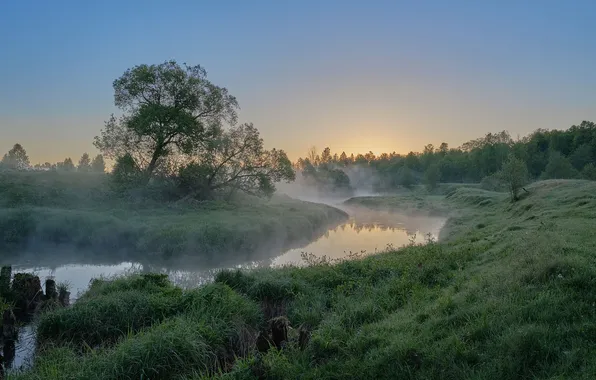 Лес, небо, трава, облака, деревья, пейзаж, закат, природа