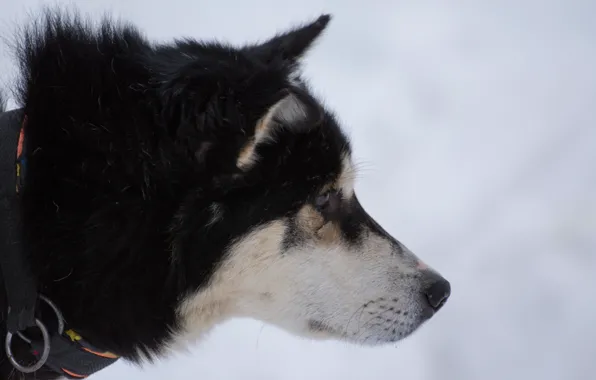 Белый, снег, Собака, черная, хаска, сибирь