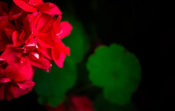 Цветы, green, Обои, red, flower, flowers, cool