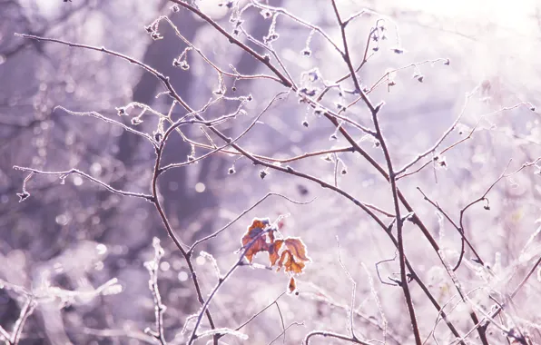 Forest, park, winter, snow, cold, twigs
