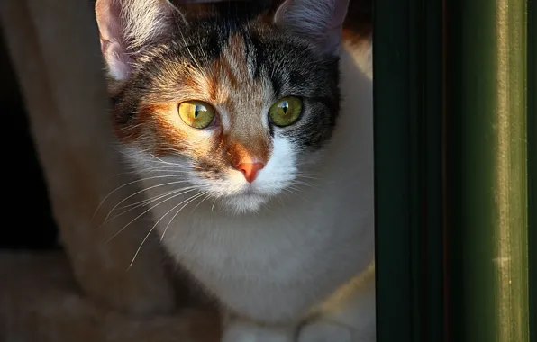 Кошка, кот, взгляд, домашнее животное