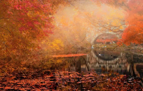 Картинка осень, пейзаж, мост, парк, река