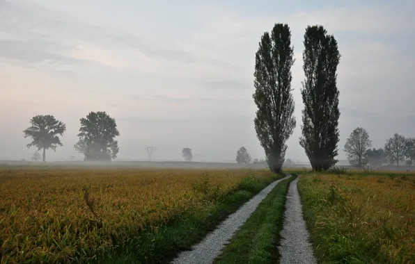 Картинка дорога, деревья, природа, туман, тополя