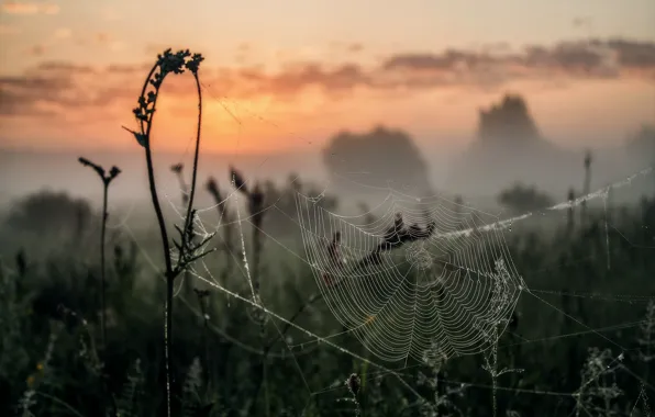 Картинка капли, роса, рассвет, паутина