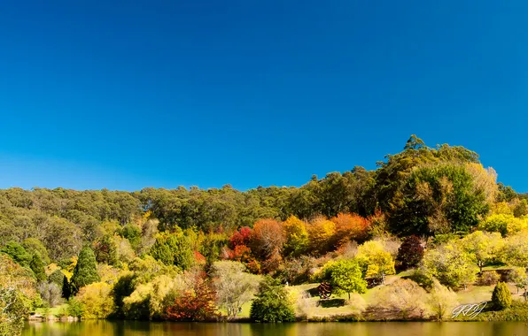 Картинка река, растительность, Австралия