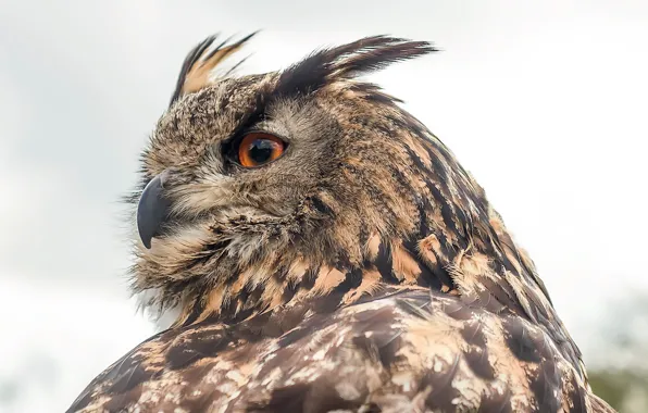 Природа, птица, Eurasian Eagle Owl