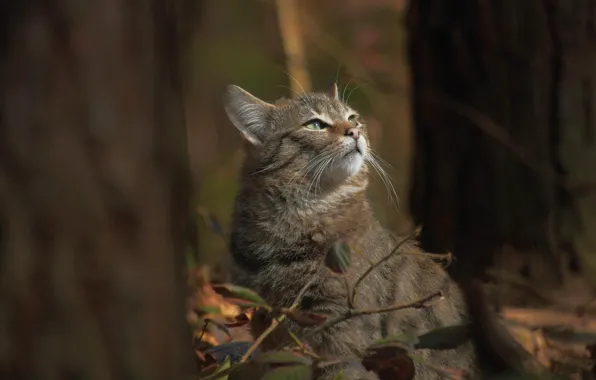 Картинка Природа, Осень, Лес, Nature, Autumn, Wildcat, Дикая кошка, Forest