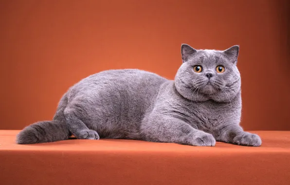Кошка, кот, взгляд, поза, котенок, серый, котик, мордочка