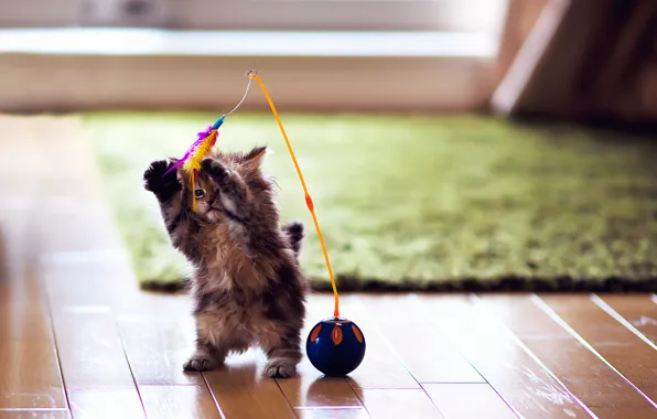 Картинка кошка, котенок, ковер, игрушка, игра, шарик, перья, паркет