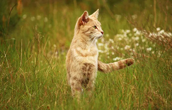 Картинка поле, кошка, лето, трава, кот, природа, фон, луг