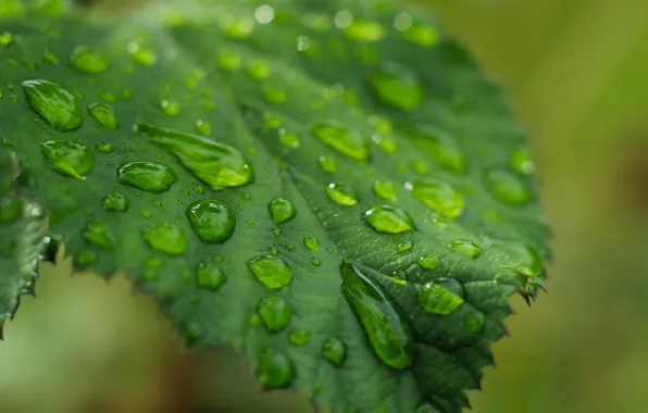 Green, drops, leaf